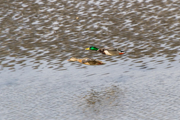 Mallard Duck