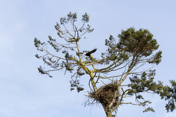 Bald Eagle