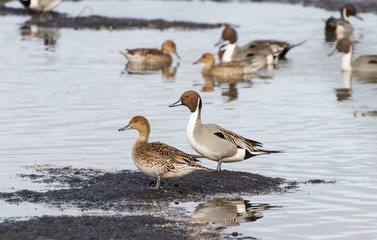 Northern Pintail