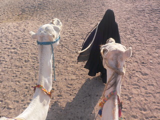 camels