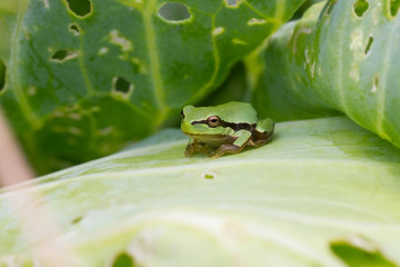 Green frog
