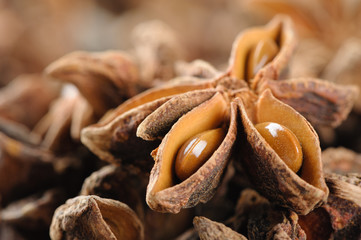 Star anise