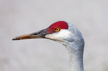 Sandhill Crane