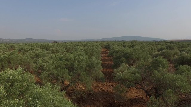 Flying Above Olive Trees
