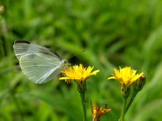 white butterfly in the sunshine #3