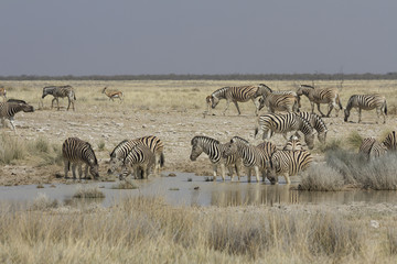 Fototapeta na wymiar Grazing zebra at watering hold in Etosha National Park, Namibia, Africa. 