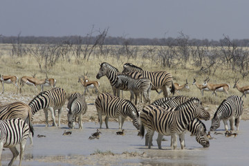 Plakat Grazing zebra and springbok sharing a watering hole in Etosha National Park, Namibia, Africa. 