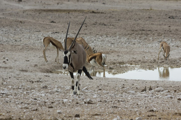 Gemsbok (Oryx) leaving a watering hole, Etosha National Park, Namibia, Africa. The Gemsbok is on...