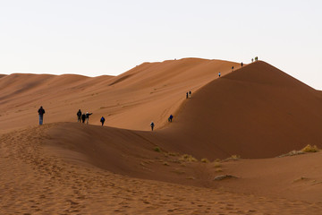 Fototapeta na wymiar Climbing the red sand dunes at Sossousvlei at dawn to watch the sunrise.This is the lower ridge of Dune 24. 