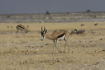Springbok grazing on savannah in Etosha National Park, Namibia, Africa. 