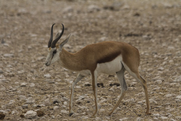 Springbok near a watering hole in Etosha National Park, Namibia, Africa. 