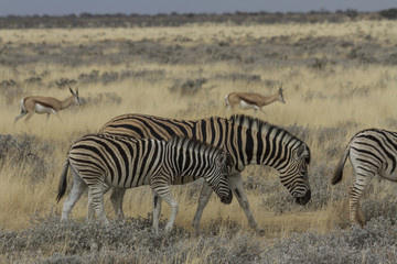Obraz na płótnie Canvas Mother and foal zebra grazing on the savannah in Etosha National Park, Namibia, Africa. T