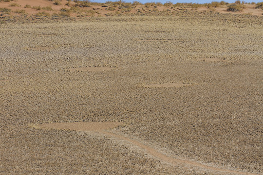 Fairy Circles in the Namib Desert. The origins of the circles are disputed, though termites may be responsible. 