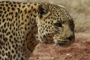 Profile head shot of leopard, Okonjima, Namibia, Africa. 