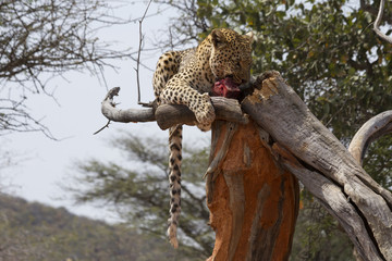 Obraz premium Leopard in tree feeding on raw meat at Okonjima, Namibia, Africa. 
