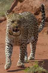 Pacing female leopard, Okonjima, Namibia, Africa.
