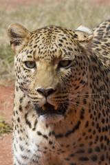 Head shot of leopard, Okonjima, Namibia. 