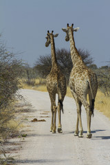 Two giraffe walking down a gravel road in Etosha National Park, Namibia, Africa.