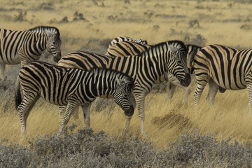 Plains Zebra herd grazing in Etosha National Park, Namibia. Early morning grazing. 