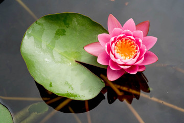 Pink lotus flowers blooming on pond