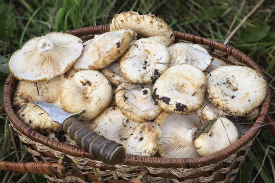 Basket with mushrooms