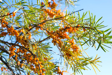 Branch of sea buckthorn berries