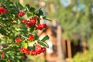 Close-up of rowan