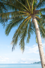 Fototapeta na wymiar palm on beach with blue sky