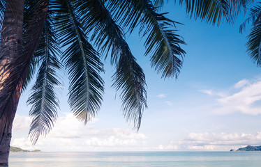Fototapeta premium palm on beach with blue sky - soft focus with film filter