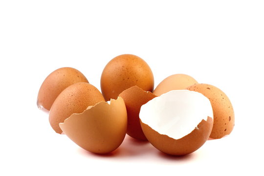 Eggshell on white background
