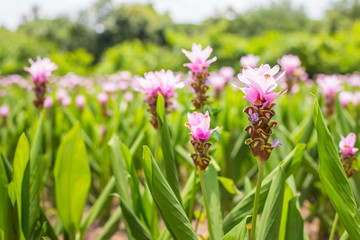 Soft focus curcuma alismatifolia or Siam tulip or Summer tulip i
