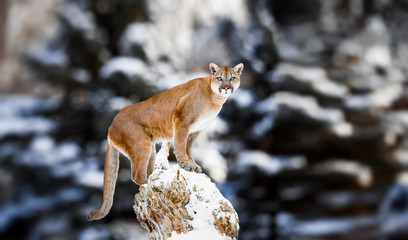 Portrait of a cougar, mountain lion, puma, panther, striking a p