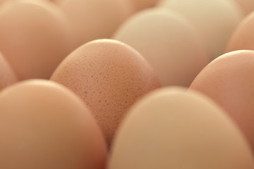 fresh organic eggs from chicken farm agriculture