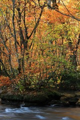 奥入瀬渓流の紅葉 阿修羅の流れ