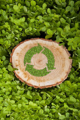 tree stump on the grass with recycle symbol, top view