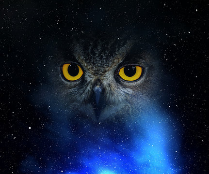 Eyes eagle owl in the night sky