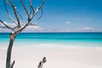 blue sky with beach sea and brance - vintage film filter