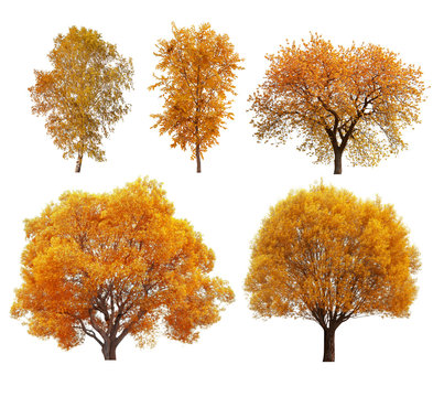 Great collection of autumn trees isolated on white background