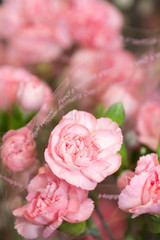 花束