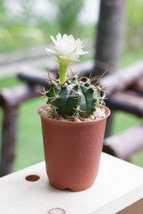 Cactus pot.