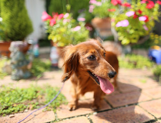 散歩するダックスフンド