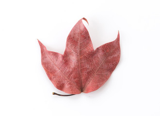 Fototapeta premium red leaf on white background