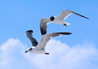Pairs