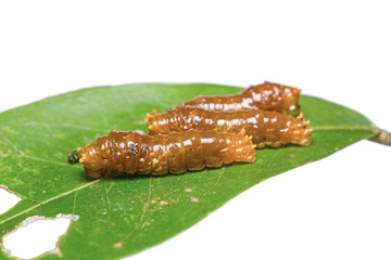 Young Banded Swallowtail caterpillars