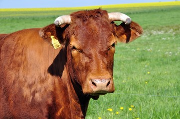 Rind auf der Weide