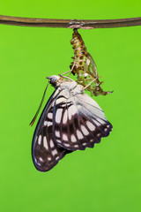 Fototapeta na wymiar Blackvein Sergeant butterfly