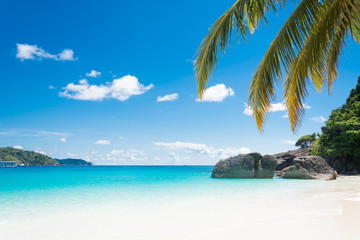 Fototapeta na wymiar Palm and beach with sea