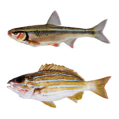 two striped bass fish isolate on white