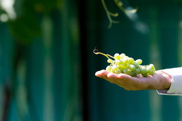 Wine industry and agriculture