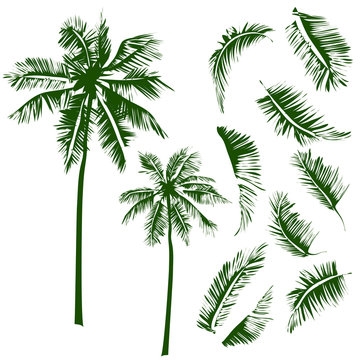  tropical palm trees and leaves